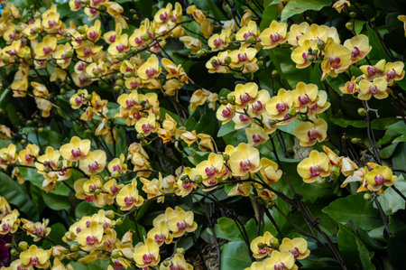 Beautiful Yellow Orchids flowers blooming. Dendrobium Orchids are know for their elegant and sometimes flamboyant flowers.の写真素材