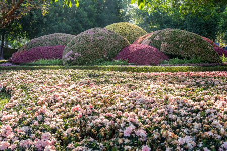 Flowers garden in the downtown of Chiang Rai province, Thailand.の写真素材