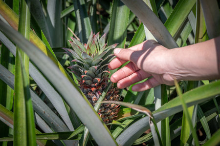 Someone hand trying to touching a pineapple fruit in plantation field. Pineapples are tropical...