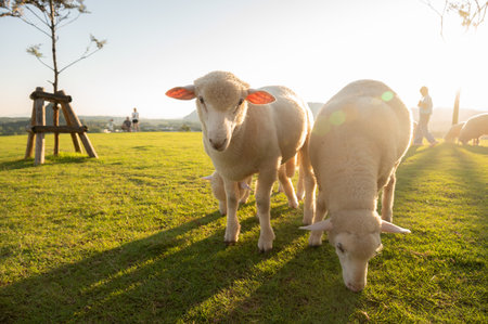Cute Sheeps in sheep farm in Chiang Rai province of Thailand. Sheep is a farm animal with thick wool...