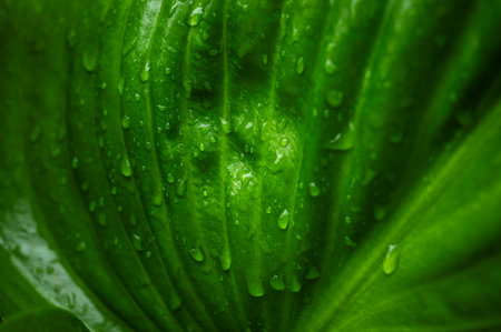 Full frame shot of dew drop on green leaf after raining.の写真素材