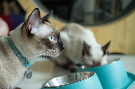 Side view of a Siamese cats. The Siamese is a cat breed native to Thailand. This cat is a pale cat with a dark facial mask, feet, ears and tail.の写真素材