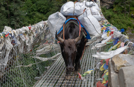 Domestic cow carrying large loads while crossing Tenzing-Hillary Suspension Bridge on the way to  Namche Bazaar, Nepal.の写真素材