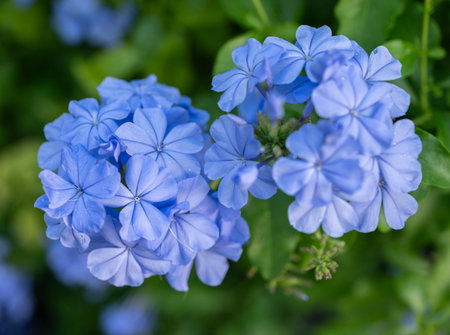 Plumbago auriculata (Cape Leadwort) flowers blooming in the garden.の写真素材