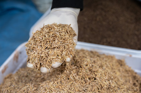 Gardener holding rice husks in hands. Rice husks are beneficial for planting as they improve soil...