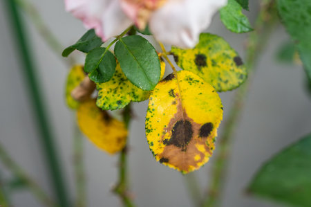 Black spot occurs on yellow rose leaves. Black spot is a fungal disease that affects roses.の写真素材