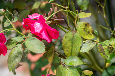 Black spot on rose leaves. Black spot is a fungal disease that affects roses.の写真素材