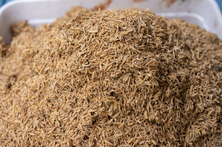 Rice husks in plastic tray. Rice husks are beneficial for planting as they improve soil drainage and aeration, retain moisture, and slowly release nutrients like silica and potassiの写真素材