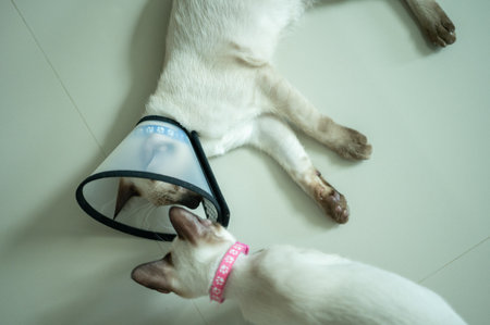 Siamese cat wearing Elizabethan collar for recover after surgery. This collar purpose is to prevent your cat from directly traumatizing a surgical site or injured area of the body.の写真素材