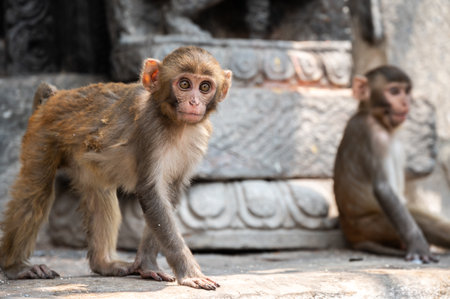 Monkeys living in the area of Swayambhunath temple in Kathmandu, Nepal.