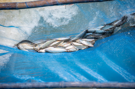 Freshwater fish after jumping into fish trap while the dam is releasing water for prevent flooding. Fish trap is a device used to catch fish.の写真素材