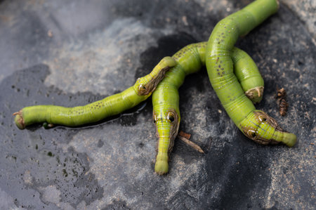 Caterpillars mimic snake head crawling on a tray. Their fake eyes or pretend horns, these...