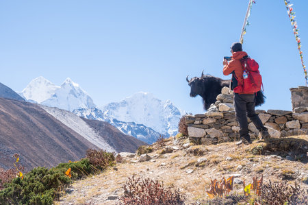 Tourist take a photograph of wild yak on the way to Dingboche village, Nepal.の写真素材