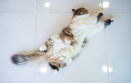 Cute crossbreed Persian cat showing belly while sleeping on the floor. If a cat is sleeping with their belly exposed, it means they feel very safe and confident.の写真素材