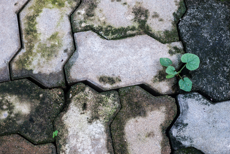 grass growing on a stone wallの写真素材