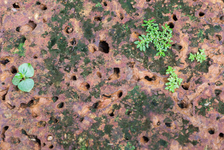 grass growing on a stone wallの写真素材
