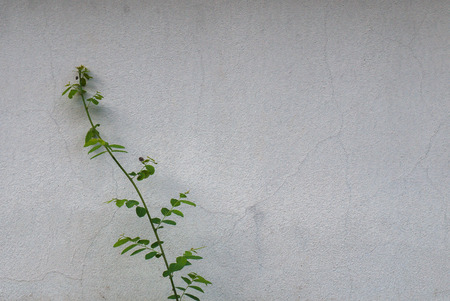Lime linden tree branch with leaves on white background of plastered wallの写真素材