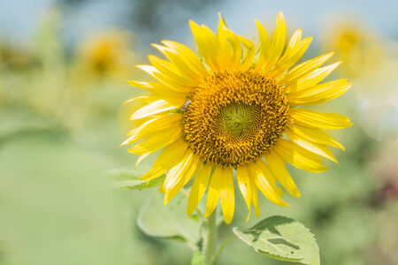 portrait of a sunflower in the fieldの写真素材