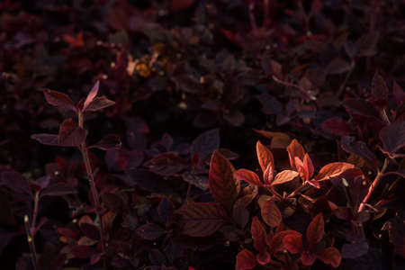 Red treeの写真素材