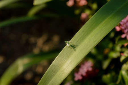 Fly on the leafの写真素材