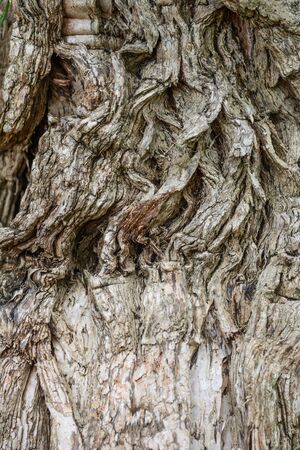 Wood textureの写真素材