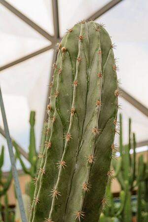 Cactusの写真素材