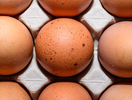 Chicken Egg