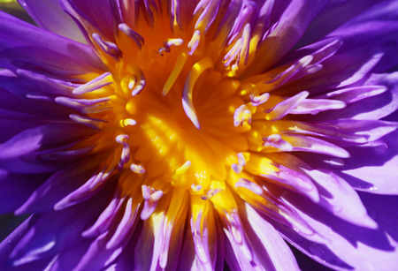 Lotus flower and Lotus flower plantsの写真素材