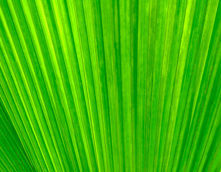 green texture backgroundの写真素材