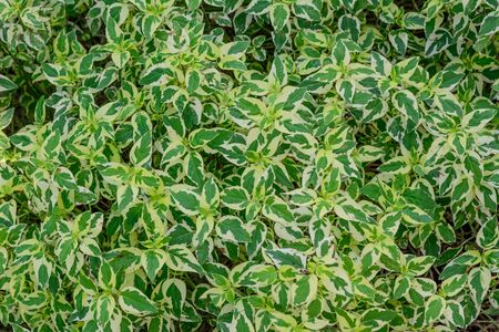 green leaf backgroundの写真素材
