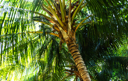 Sweet Coconut treeの写真素材