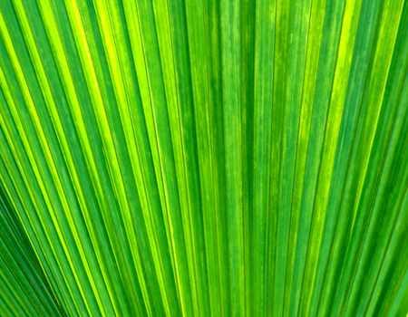 green texture backgroundの写真素材