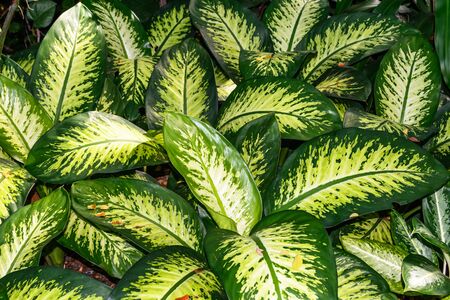 green leaf backgroundの写真素材