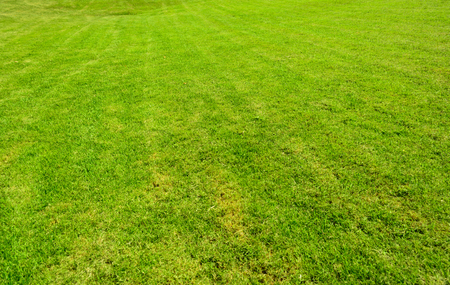Green grass seamless texture.の写真素材