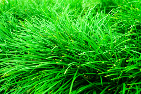 green lawnの写真素材