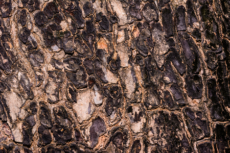 Closeup cracked skin of trunk of tree texture backgroundの写真素材