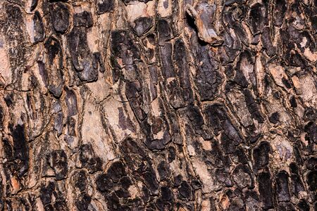 Closeup cracked skin of trunk of tree texture backgroundの写真素材