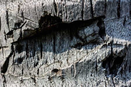 Closeup cracked skin of trunk of tree texture background