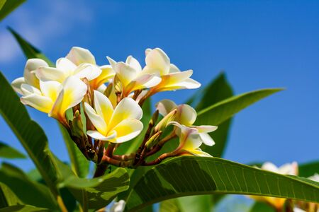 Frangipani flowersの写真素材