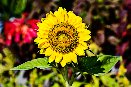 Sunflower fieldの写真素材