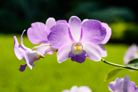 Purple orchidsの写真素材