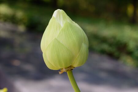 green budding lotus flowersの写真素材