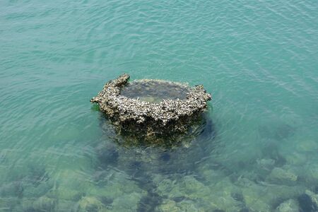 Shellfish clumping in seawater.の写真素材