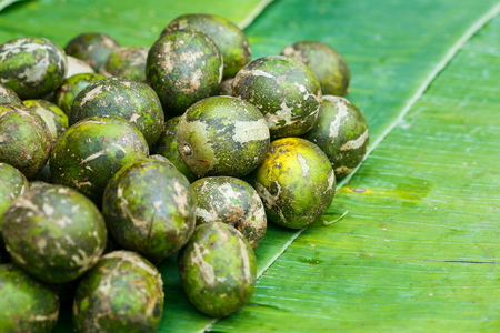 Hog plum Spondias mombin.の写真素材