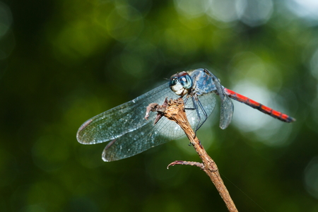 Damselfly on leaf with in the morning blur.の写真素材