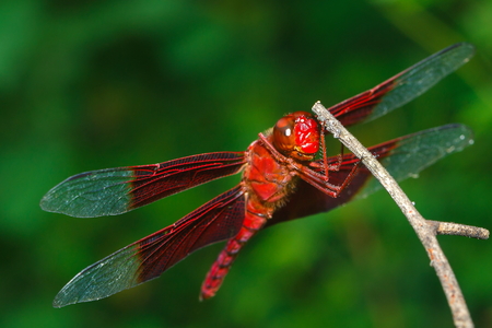 Dragonfly is an insect whose larvae live in water. Adults live on land with wings fly, Anisoptera, Hunter.の写真素材