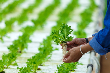 Hydroponics,Organic fresh harvested vegetables,Farmers hands holding fresh vegetablesの写真素材