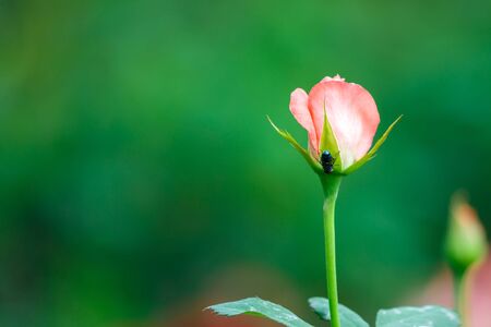 Pink roses in the garden.の写真素材