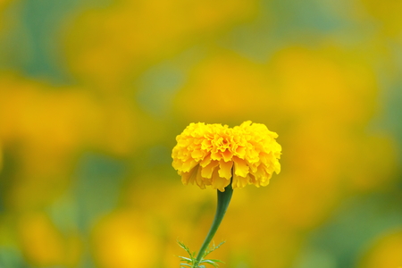 Yellow Mexican marigold blooming on a sunny dayの写真素材