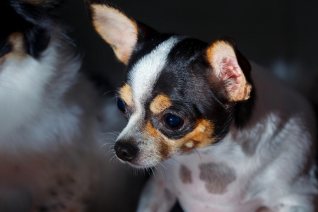 Dogs look at food.の写真素材